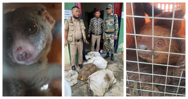 ????Exposed! The Truth Behind 24 Smuggled Exotic Animals in Mizoram!