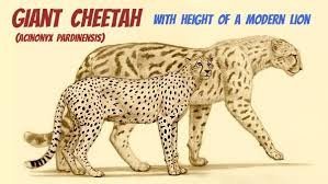 A massive cheetah that was free in China a million years ago would have confronted a tiger head-on.