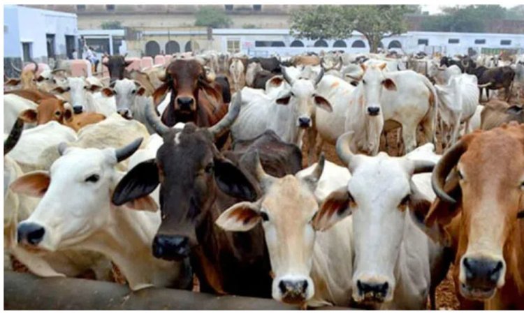Mancherial: Three people detained for transporting animals illegally
