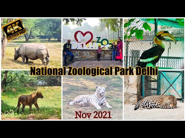 Delhi Zoo Will Increase Surveillance Following Animals' Violent Battle