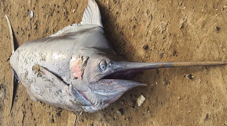 Huge fish found on kakinada beach What is the price of 300 kg of stork?