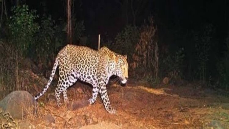 "Fear Strikes Villagers After Panthers Spotted in Rajasthan's Dausa"