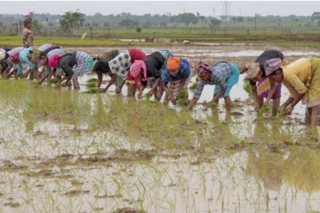 In FY24, crop insurance coverage decreases as four major insurers reduce their exposure.