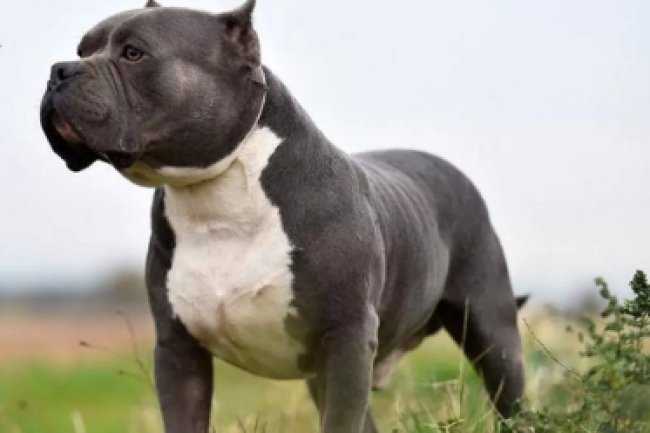 Ireland Banned This Dog Breed Following Woman's Death in Fatal Attack