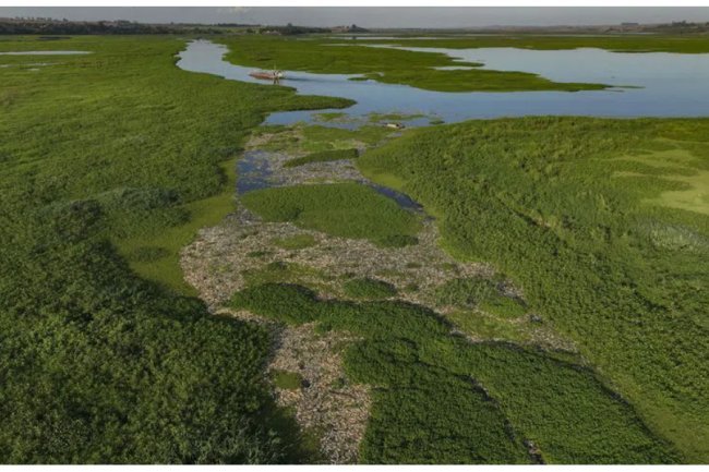 Numerous fish are killed by industrial trash in Sao Paulo, Brazil.