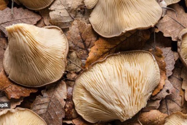 Have you heard of snow mold? Chinese refer to it as the "youth fountain."