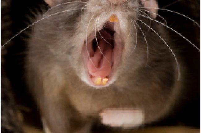 Rat Disease Kills Four People in the US and Spreads to Humans