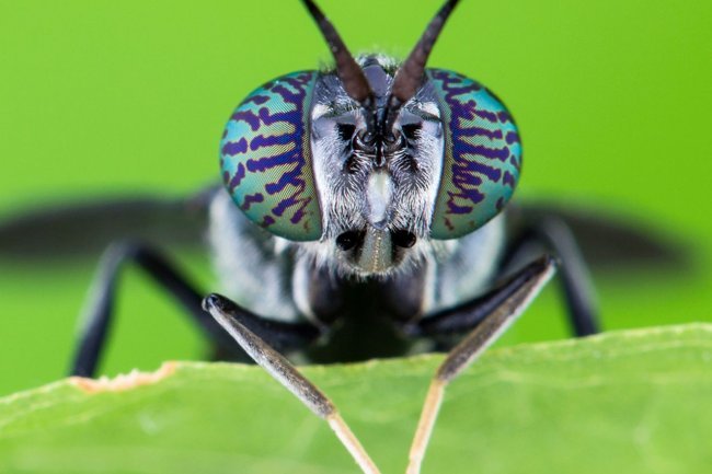 Superflies Are Designed By Scientists To Eat Human Waste And Clean Up Our Streets