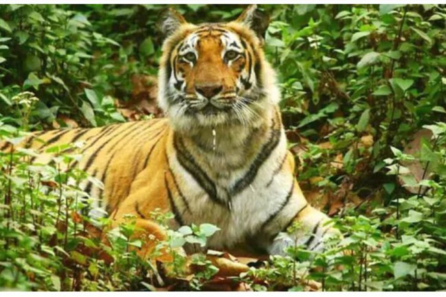 As per official figures, India has lost 628 tigers in the last five years.