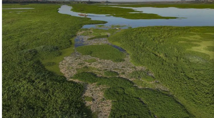 Numerous fish are killed by industrial trash in Sao Paulo, Brazil.