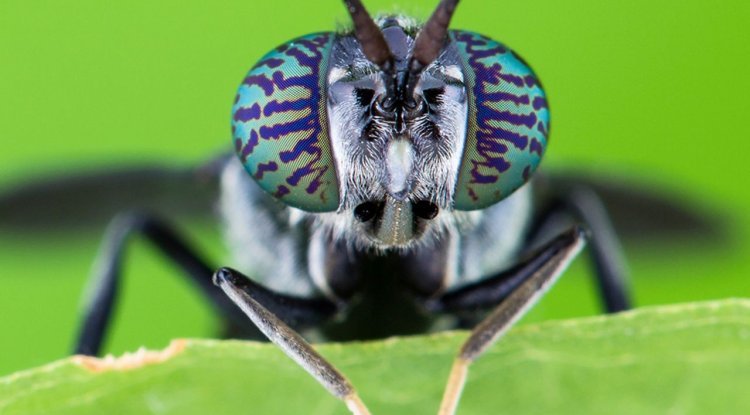 Superflies Are Designed By Scientists To Eat Human Waste And Clean Up Our Streets