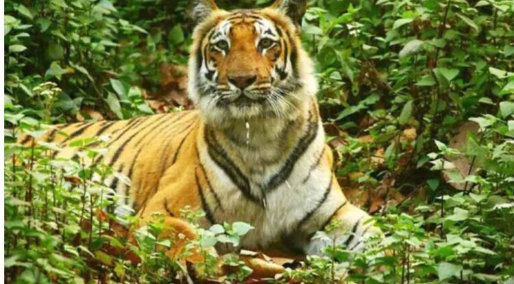 As per official figures, India has lost 628 tigers in the last five years.