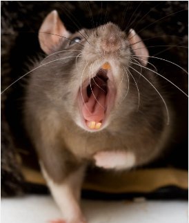 Rat Disease Kills Four People in the US and Spreads to Humans