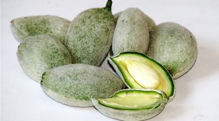 Why this season, green almonds should be on your dish